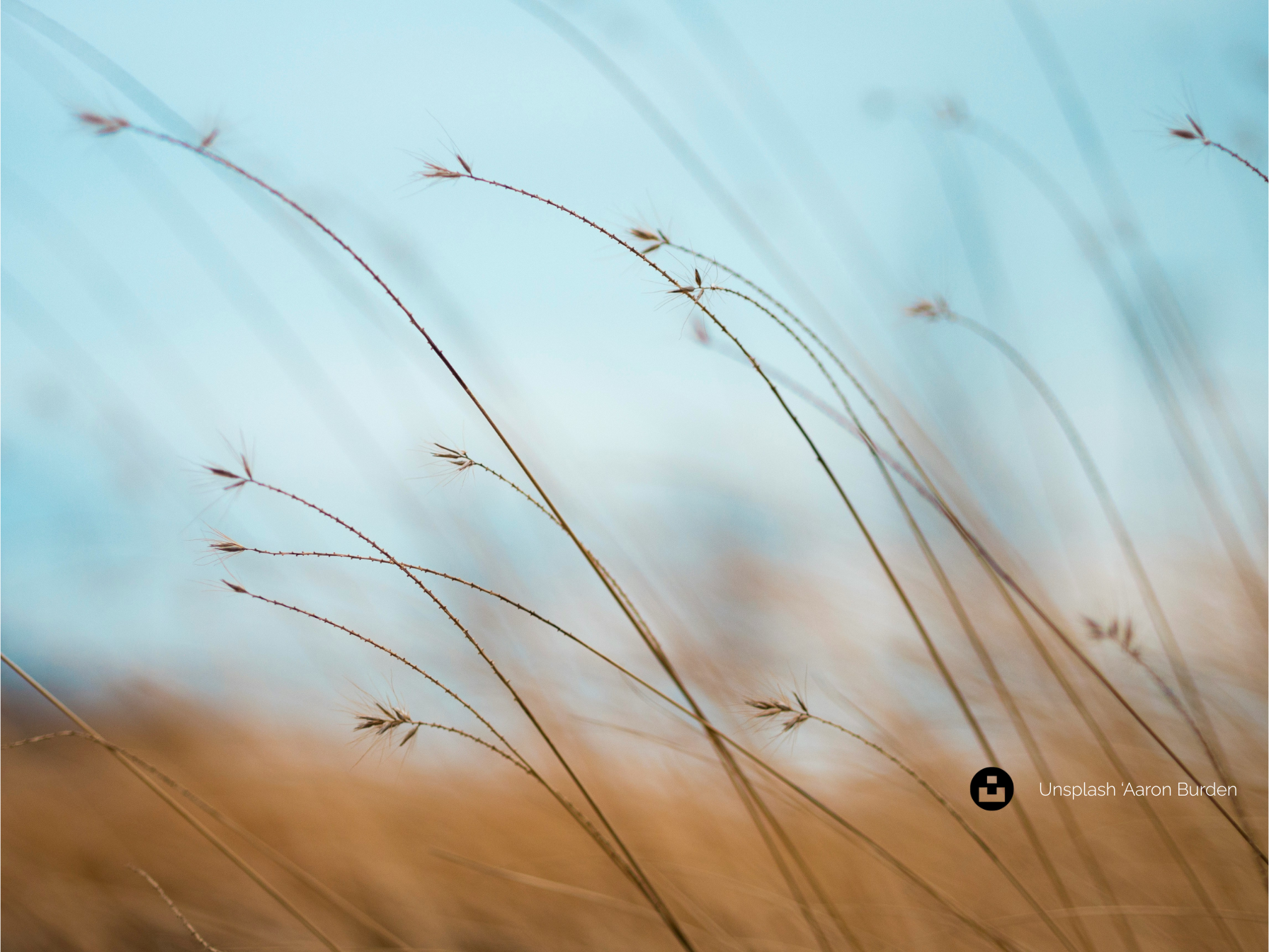 Delicate grasses swaying against a soft sky — a visual metaphor for gentle growth and clarity